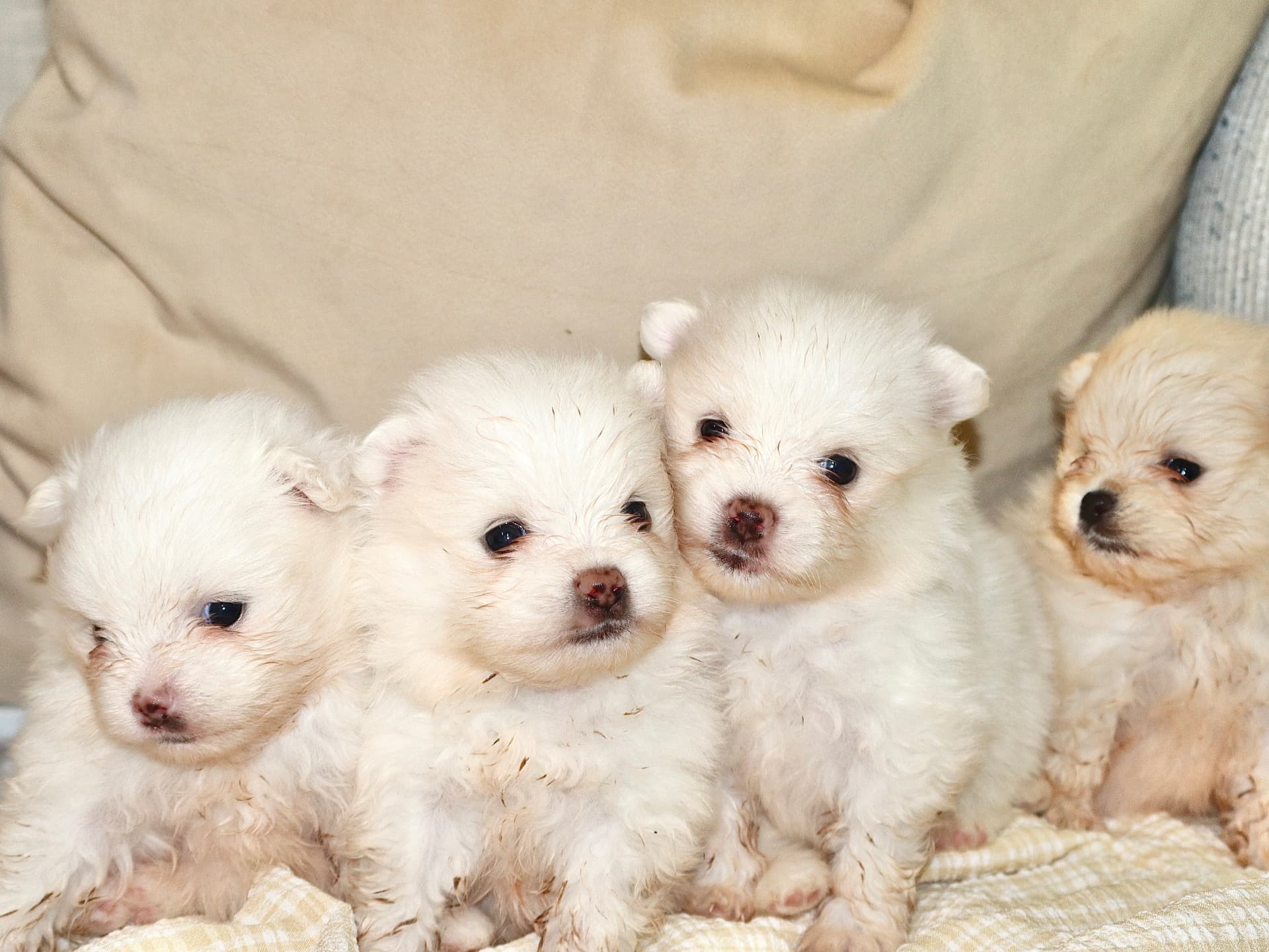 Four white and cream Pomeranian puppies lined up together