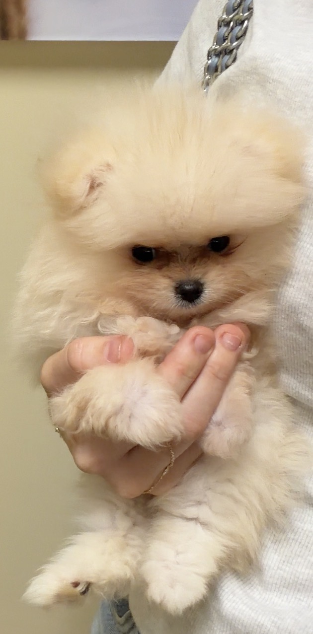 Cream male Pomeranian puppy