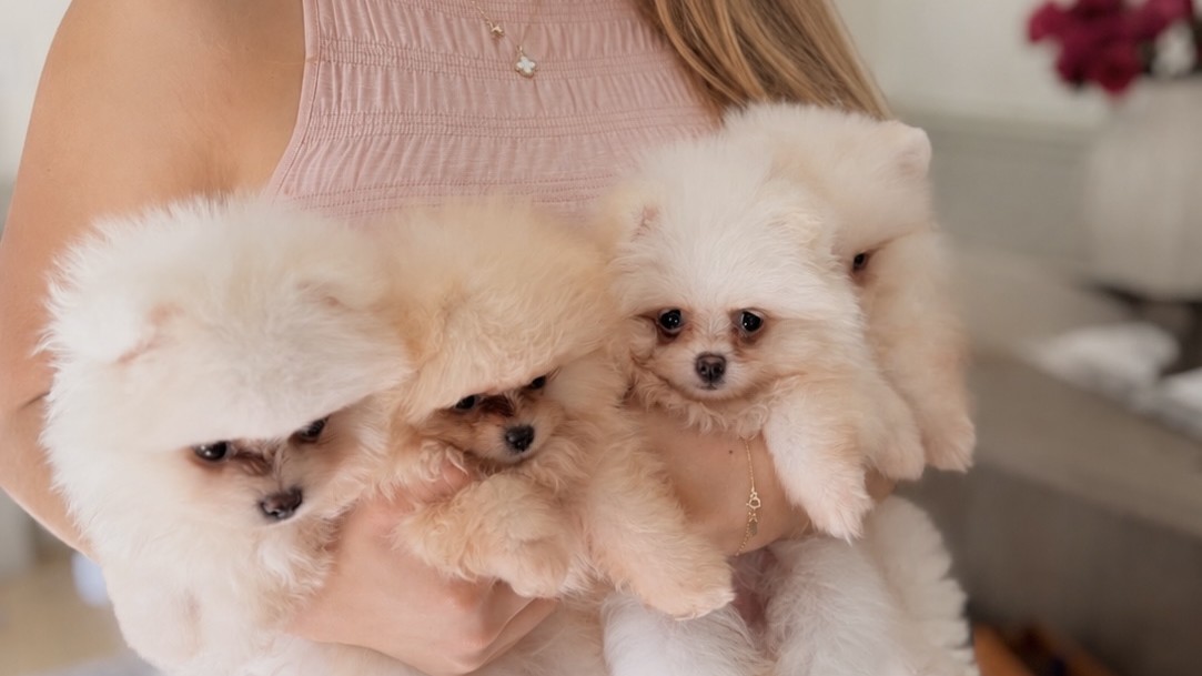 Woman holding three white and cream Pomeranian puppies