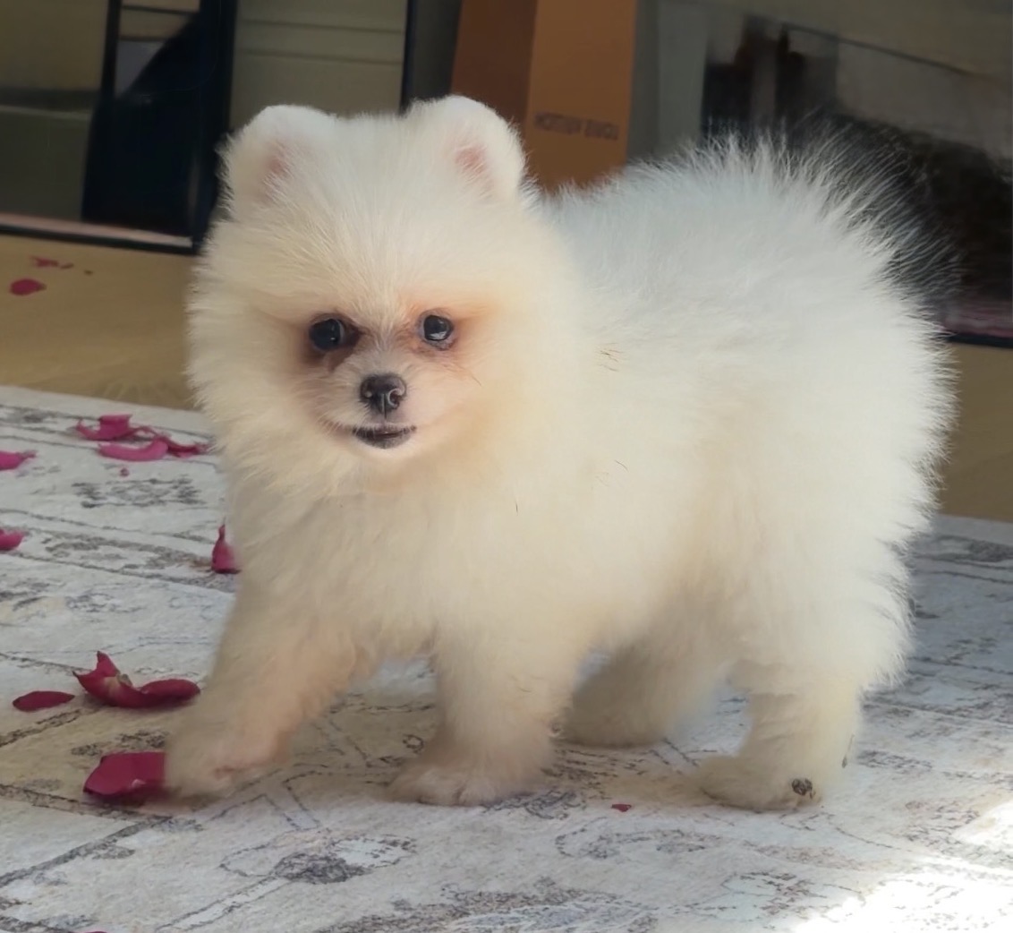 White male Pomeranian puppy