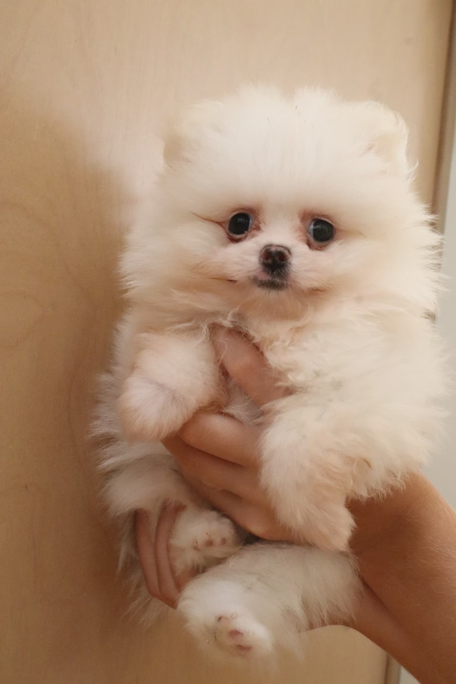 White female Pomeranian puppy